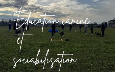 cours collectifs éducation canine et sociabilisation